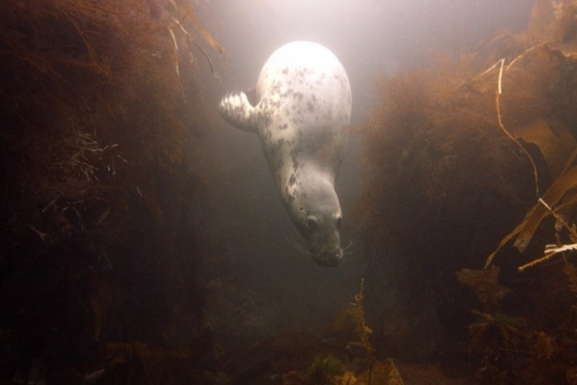 Spectacular sealife